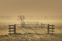 Alblasserwaard - Mistige Zonsopkomst