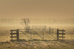 Alblasserwaard - Nebliger Sonnenaufgang