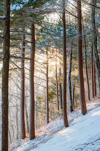 Magie van het winterse bos