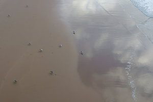 Meeuwen op het strand sur Michel van Kooten