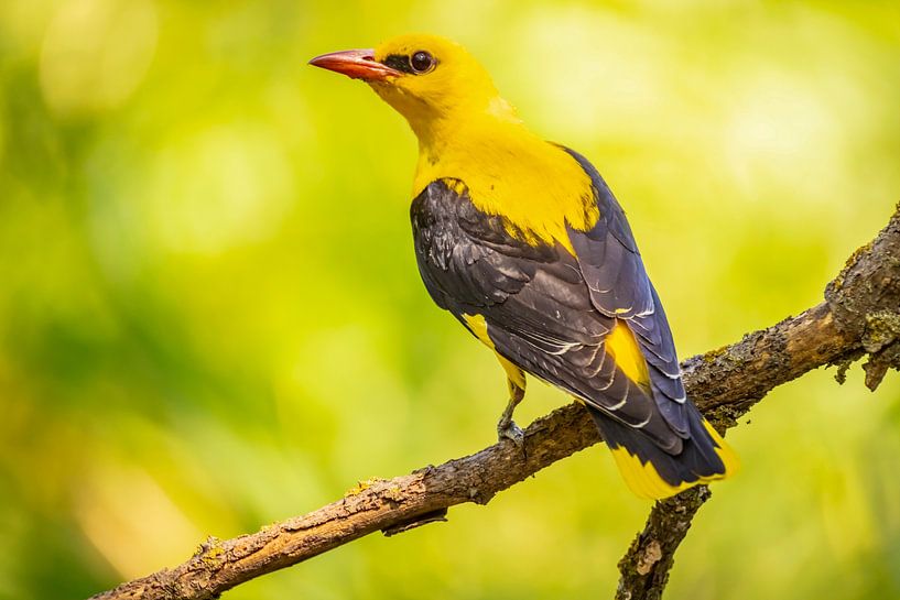 the oriole, Oriolus oriolus by Gert Hilbink