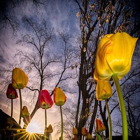 Tulip drive by Peter Vruggink
