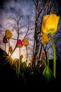 Tulip drive von Peter Vruggink