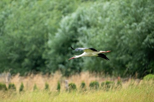 Der fliegende Weißstorch