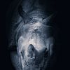 Rhinozeros im Anmarsch von Angelique Morees