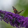 Atalanta vlinder op een vlinderstruik van John van de Gazelle