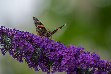 Atalanta Schmetterling auf einem Schmetterlingsstrauch von John van de Gazelle
