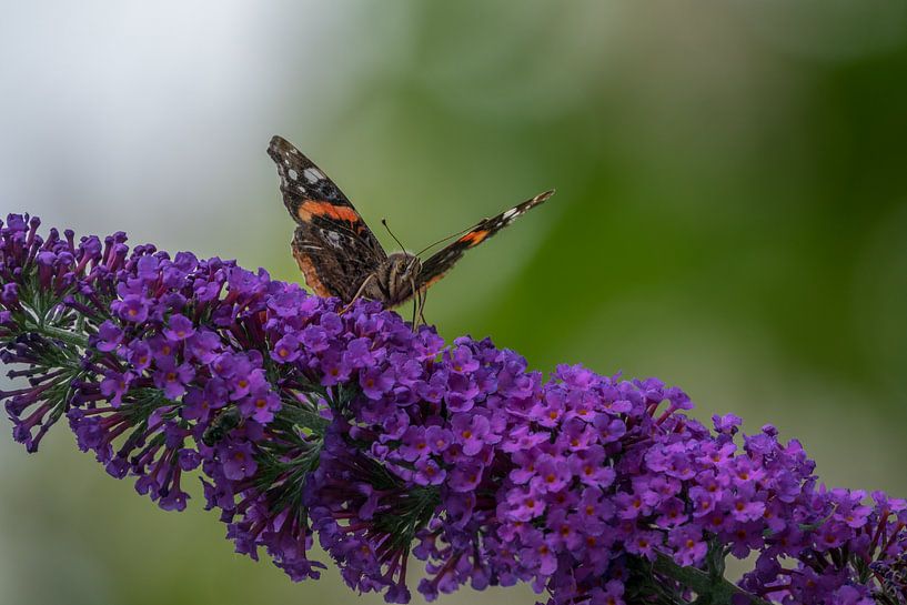 Atalanta Schmetterling auf einem Schmetterlingsstrauch von John van de Gazelle fotografie