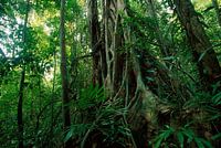 Tropischer Regenwald mit wilder Vegetation und Bäumen, Panama