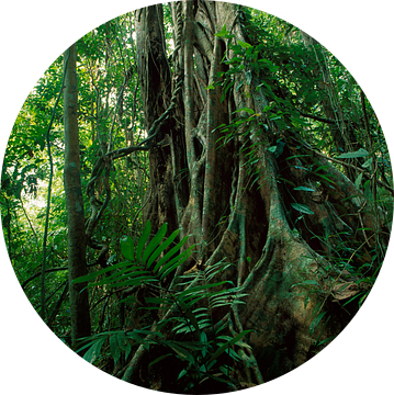 Tropisch regenwoud met wilde vegetatie en bomen, Panama