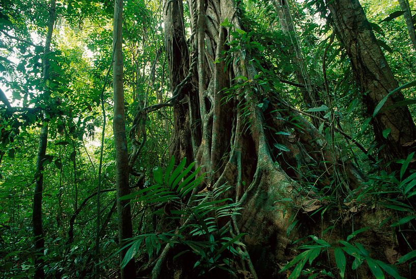 Tropisch regenwoud met wilde vegetatie en bomen, Panama van Nature in Stock