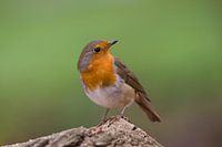 Robin