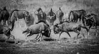 Het gevecht - een wildebeest spektakel van Sharing Wildlife thumbnail