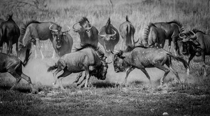 Het gevecht - een wildebeest spektakel van Sharing Wildlife