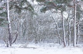 De Strubben-Kniphorstbosch - Schipborg - Drenthe (Niederlande) von Marcel Kerdijk