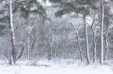 De Strubben-Kniphorstbosch - Schipborg - Drenthe (Pays-Bas)