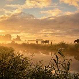 Kühe im märchenhaften Morgenlicht von Wilma van Zalinge