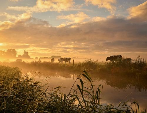 Vaches dans une lumière matinale féerique sur Wilma van Zalinge