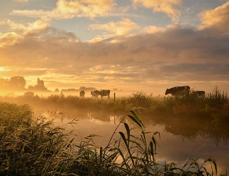 Koeien in sprookjesachtig ochtendlicht van Wilma van Zalinge