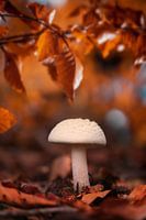 Couleurs chaudes de l'automne