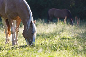 Grazend in de avondzon van Sabine Timman