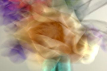 Tulipe sur Huub Westendorp