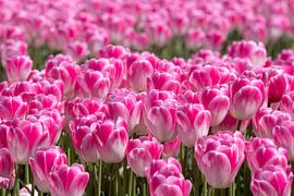 pink tulip splendour by Hilda booy