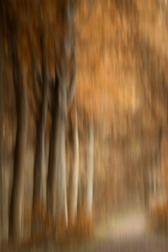 l'automne dans les bois sur Ingrid Van Damme fotografie