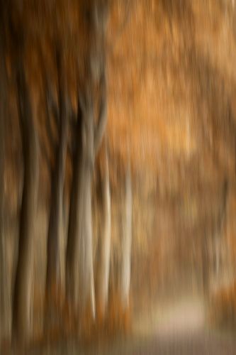 herfst in het bos