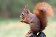 Eichhörnchen auf Baumstamm. von Astrid Brouwers Miniaturansicht
