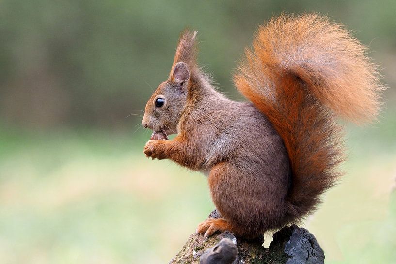 Eichhörnchen auf Baumstamm. von Astrid Brouwers