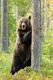 Brown bear, Ursus arctos by Caroline Piek
