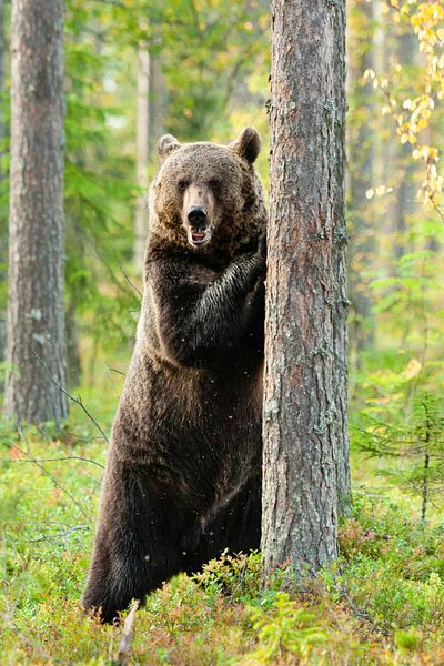 Braunbär, Ursus arctos von Caroline Piek
