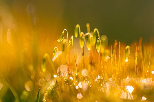 Knikmos na een koude nacht