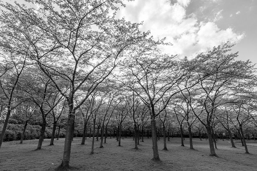 Blossom Park von Nancy Lamers