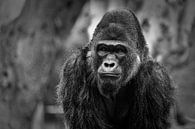 Portrait d'un gorille avec un fond flou noir & blanc par Mohamed Abdelrazek Aperçu