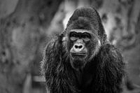Gorilla portret met wazige achtergrond zwart & wit