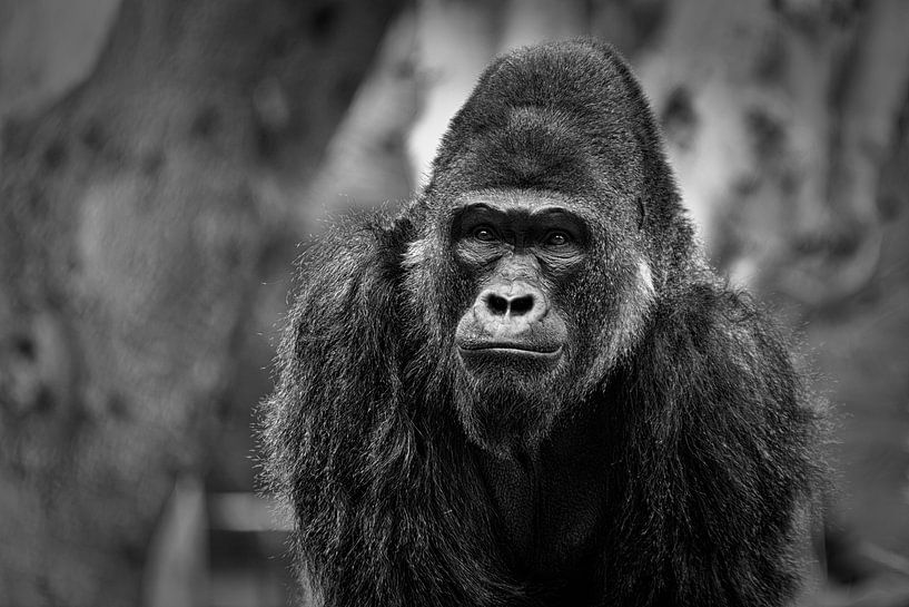 Gorilla-Porträt mit unscharfem Hintergrund schwarz & weiß von Mohamed Abdelrazek