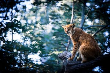 Lynx in the morning by Tierfotografie.Harz