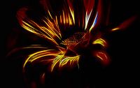 Flashing flower van Dick Jeukens thumbnail