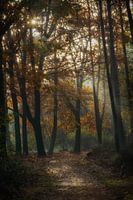 mistig Herfst bos