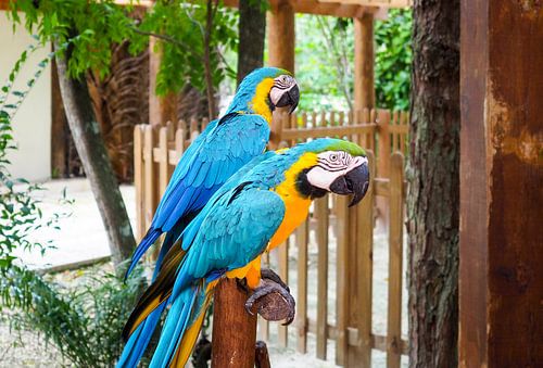 Kleurrijk tropisch wild - levende papegaaien, pauwen en apen in een weelderige jungle.