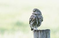 Curious little owl!