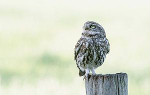 Neugierige kleine Eule! von Robert Kok