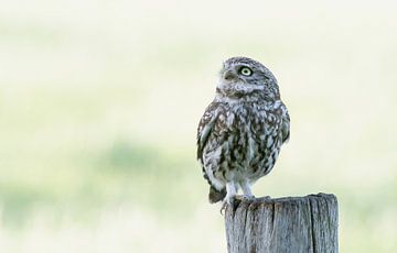 Curious little owl! by Robert Kok