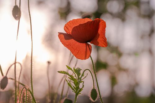 Zonsondergang klaproos