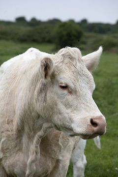 Portret van een koe in de wei van W J Kok