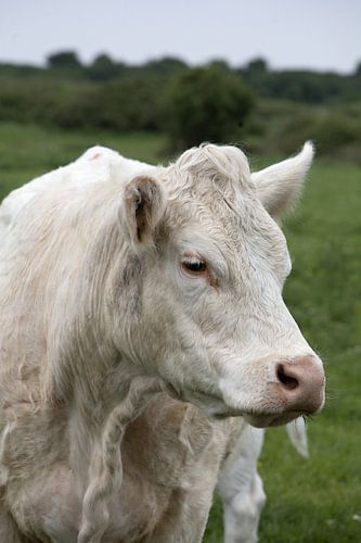 Porträt einer Kuh auf der Wiese