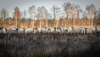 Schapen op de heide in Zonhoven in het natuurgebied de Teut