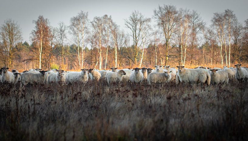 Sheep on the moors by Het Boshuis